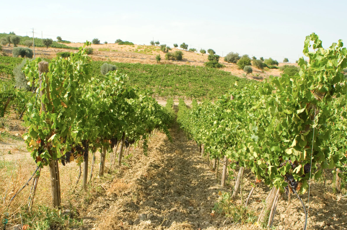 Old-vine Gaglioppo and Magliocco vines planted on clay and gravel soils in a traditional Calabrian hillside vineyard under a Mediterranean sky.